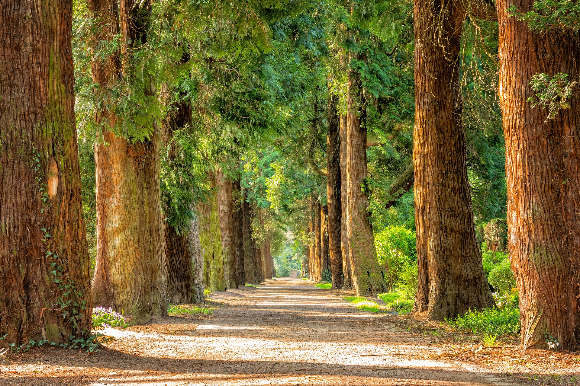 road lined with trees