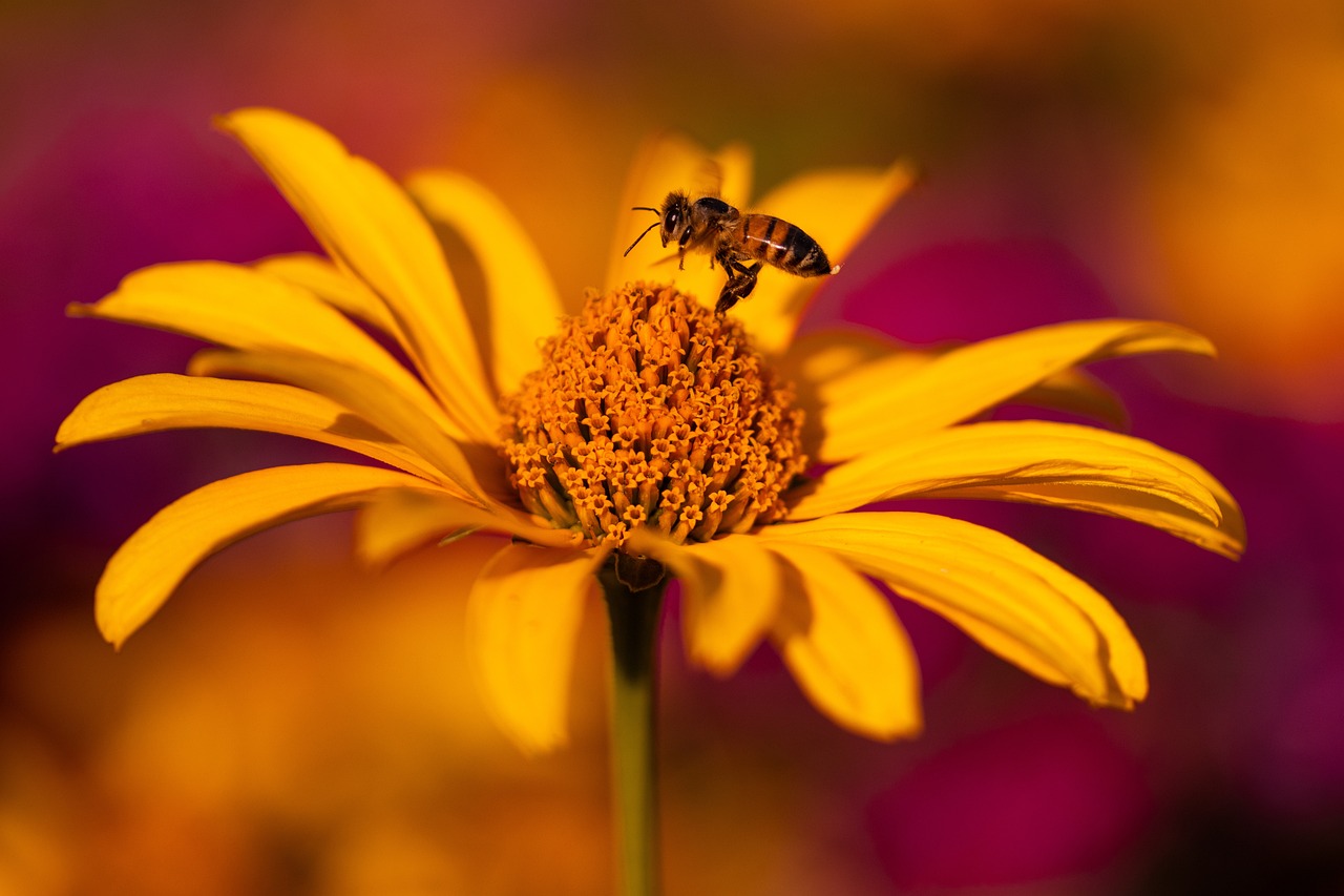 Bee polinator