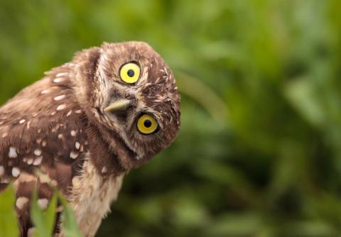 Owl poop