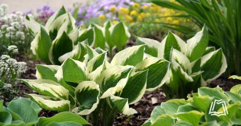 Photo of hostas