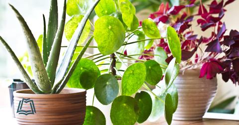 Photo of house plants