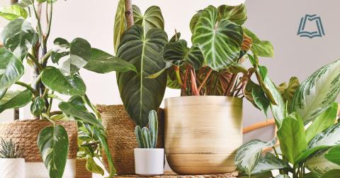 Photo of house plants