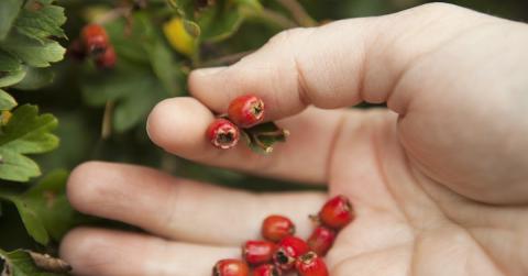 Picking berries