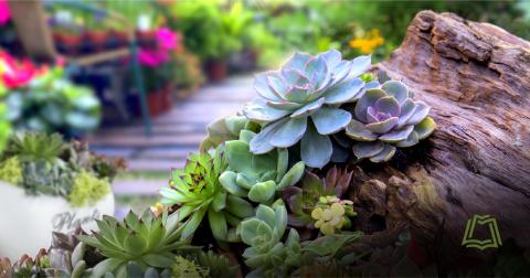 Photo of landscaping around a sidewalk
