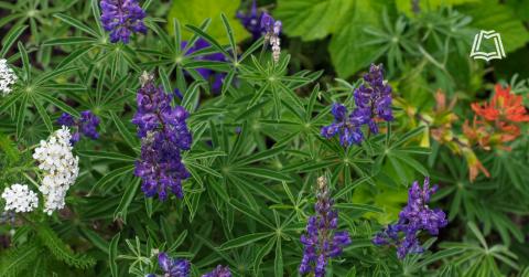 Photo of plants