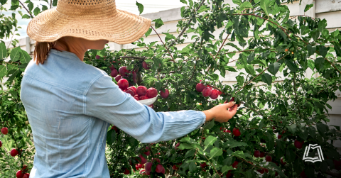 Photo of a person picking fruit from a tree