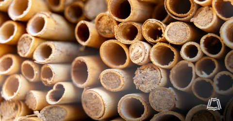 Photo of mason bee cocoons 