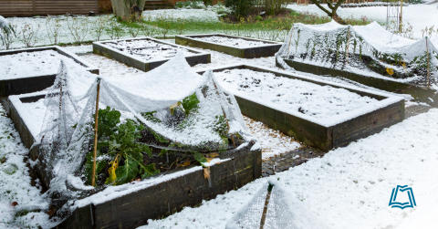 Photo of plants outdoor covered in snow