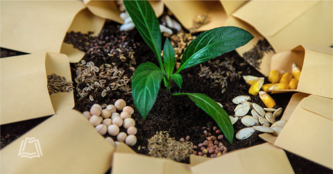Photo of seeds and a plant