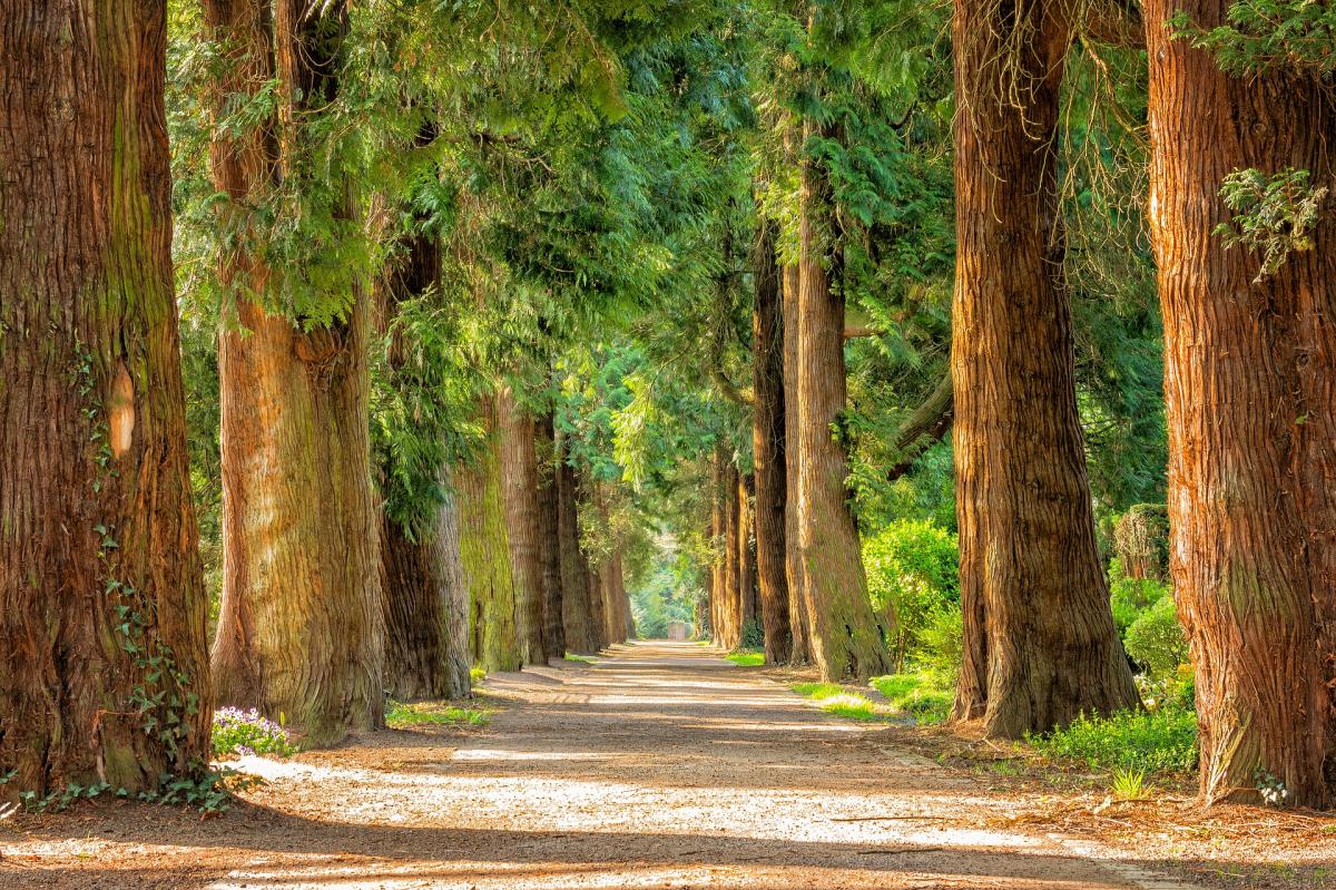 road lined with trees