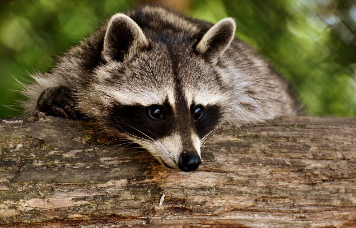 Raccoon