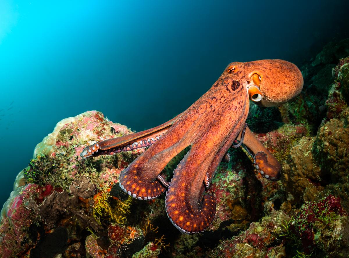 Octopus