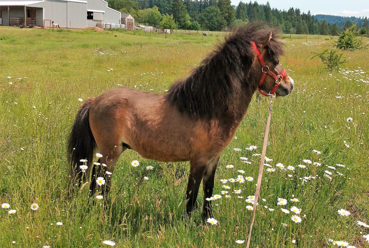 Mini horse