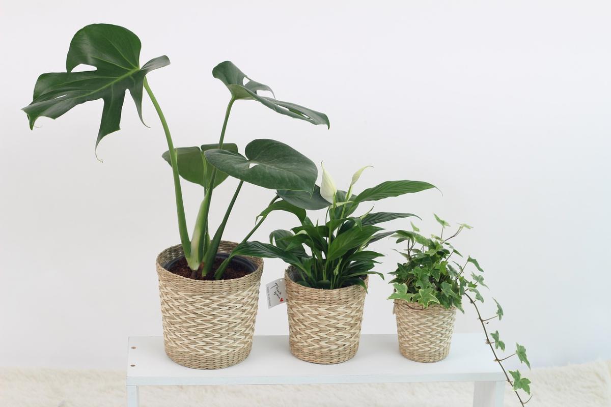 Photo of house plants