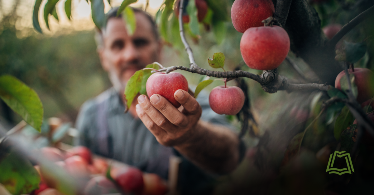 Photo of person picking apples