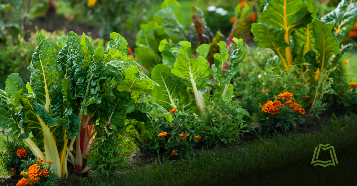 Photo of plants