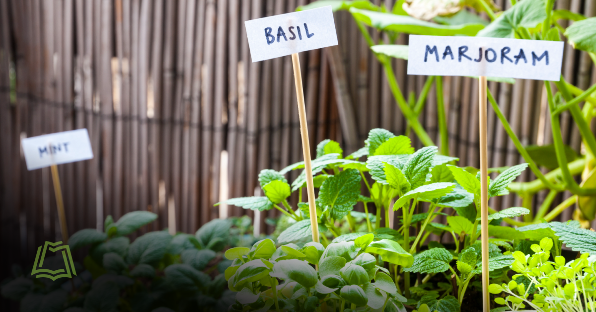 Photo of herbs growing in garden