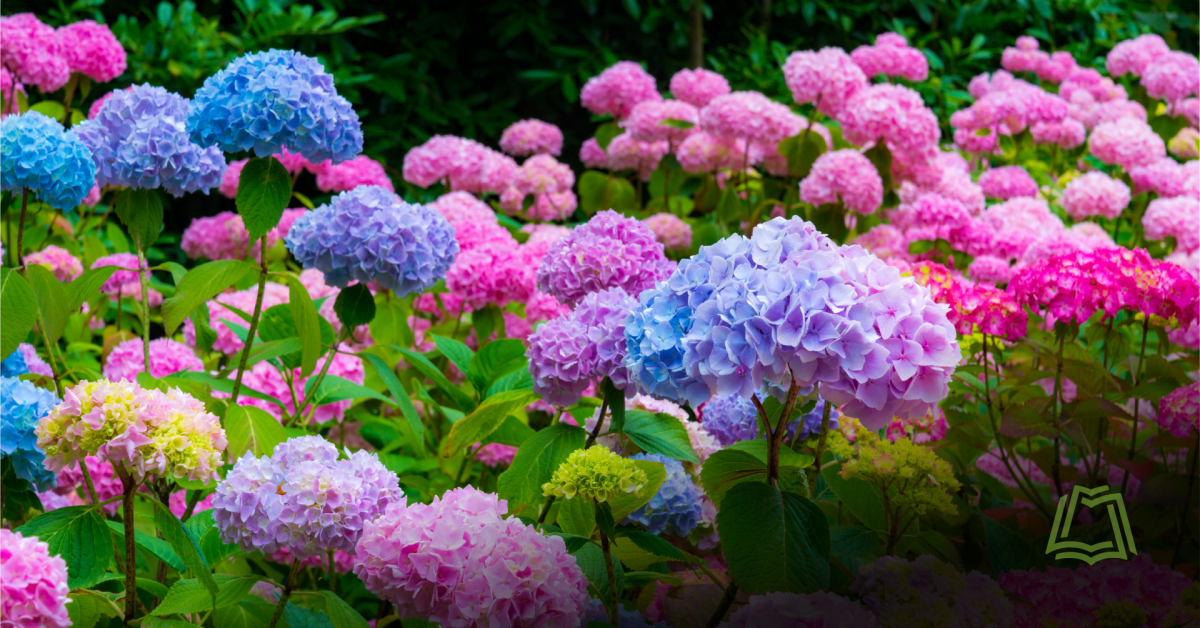 Photo of Hydrangeas